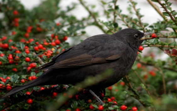 Amsel Vogel