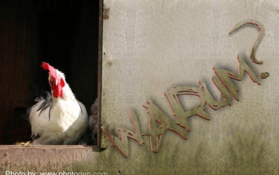 Warum Huhn