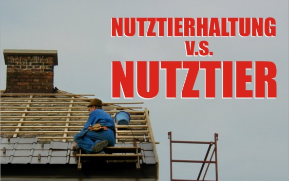 Nutztierhaltung Nutztier Kuh