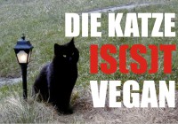 Katzen vegan ernähren