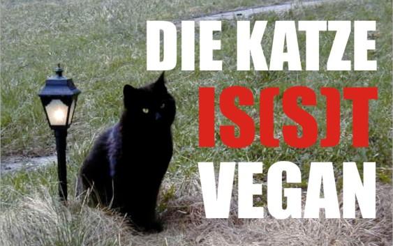 Katzen vegan ernähren