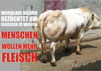 Blaubelgier Muskulöse Rinderrasse