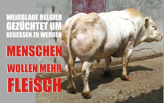 blaubelgier weißblaue belgier muskelrinder fleisch bedarf steigt