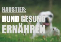 Hund gesunde Ernährung