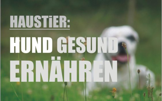 Hund gesund ernähren Haustier Allergie vegan Gluten