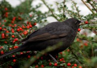 Hast du einen Vogel?