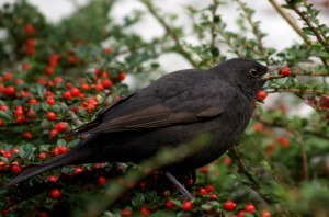 Amsel Vogel