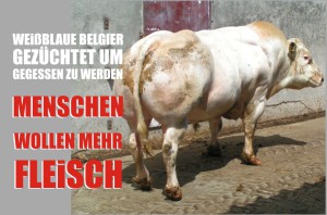 blaubelgier weißblaue belgier muskelrinder fleisch bedarf steigt