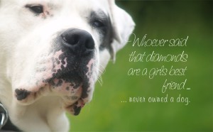 girls best friend dogo argentino