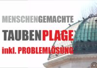 Probleme mit Tauben einfach lösen